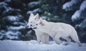 The dire wolves, Romulus and Remus, courtesy of Colossal Biosciences.