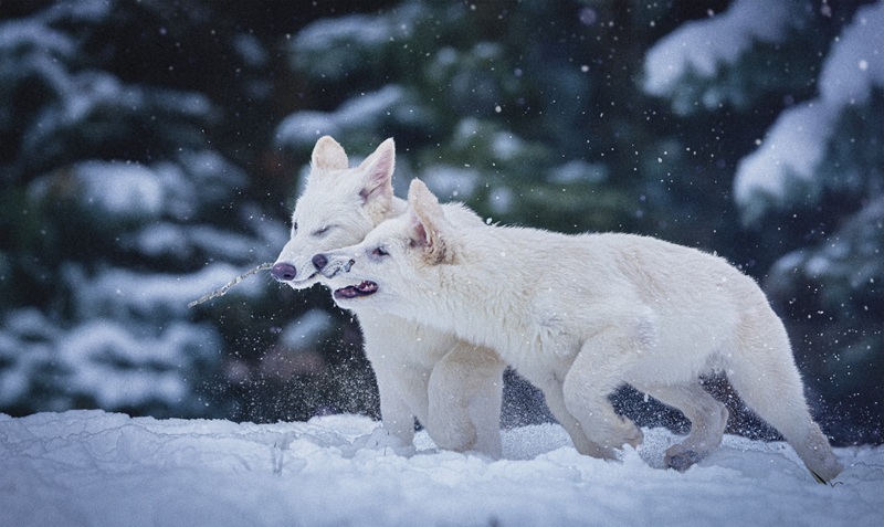 Dile Wolves The Dire Wolf’s Return - Tales of Many ThingsTales of Many Things