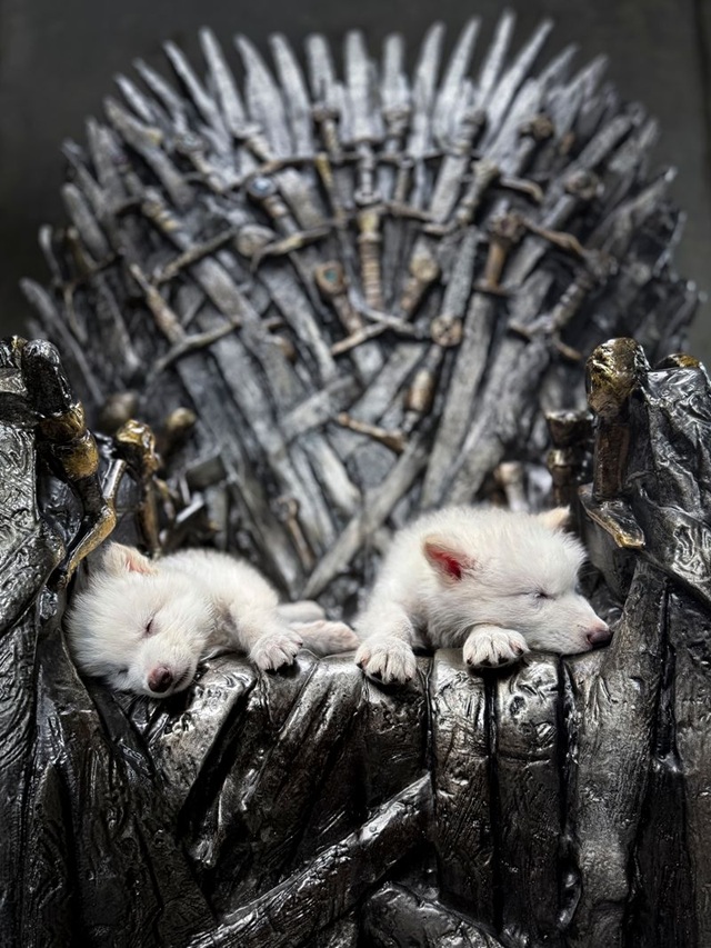 Dire wolves Romulus and Remous on the Iron Throne, courtesy of Colossal Biosciences.