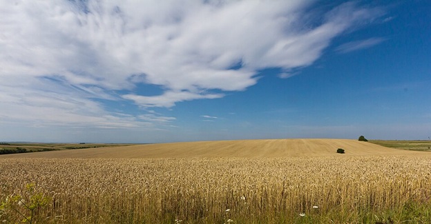 Wheat fields in Ukraine - Raimond Spekking/Wikimedia Commons.